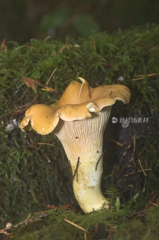 香菇(Cantharellus cibarius)